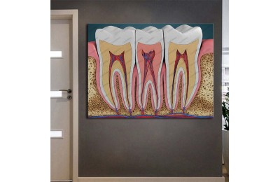 dsc660 Ağız ve Diş Polikliniği, Dişçi Tabloları, Diş Hekimi, Anatomisi Tablo