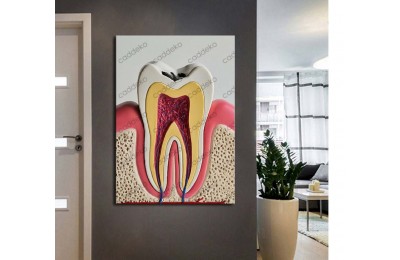 dsc661 Ağız ve Diş Polikliniği, Dişçi Tabloları, Diş Hekimi, Anatomisi Tablo