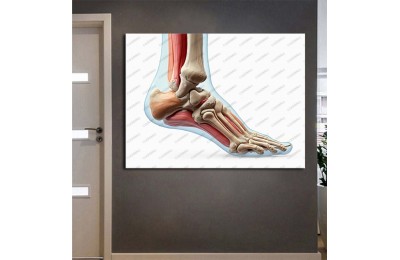 ftv54 Fizik Tedavi ve Rehabilitasyon Temalı Omurga Neon Renkler Tablo