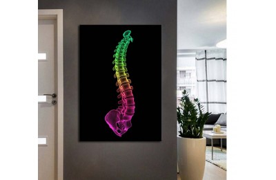 ftv56 Fizik Tedavi ve Rehabilitasyon Temalı Omurga Neon Renkler Tablo