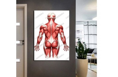 ftv62 Fizik Tedavi ve Rehabilitasyon Temalı Kas Sistemi Tablo