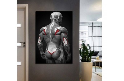 ftv63 Fizik Tedavi ve Rehabilitasyon Temalı Kas Sistemi Tablo