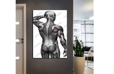 ftv65 Fizik Tedavi ve Rehabilitasyon Temalı Kas Sistemi Tablo