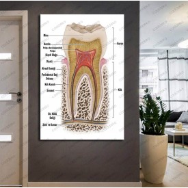 Ağız ve Diş Polikliniği, Dişçi Tabloları Dekoratif Diş, Dekoratif Dişçi, Dişçi Dekorasyonu dsc185