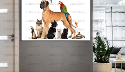 Veteriner Kliniği ve Pet Shop Bekleme Salonu İçin Tablo Önerileri