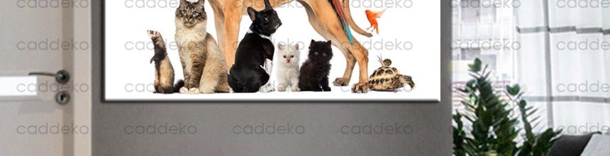 Veteriner Kliniği ve Pet Shop Bekleme Salonu İçin Tablo Önerileri