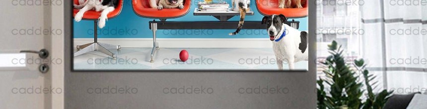 Veteriner Kliniği ve Pet Shop Duvar Dekorasyonu: Doğru Tablo Seçimi Rehberi